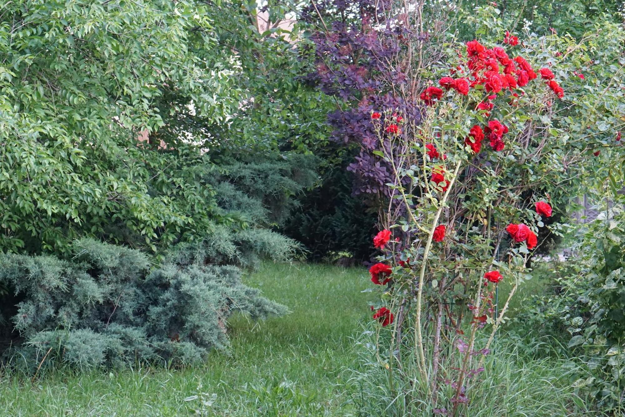 Villa Hanna'S Garden - Mintia Exteriör bild